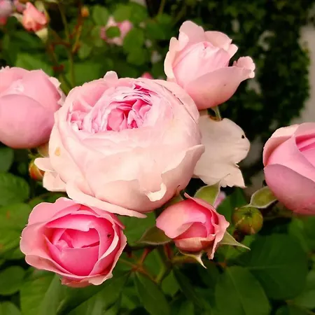 Boutiquehotel Goldene Rose - Self-check-in Hotel