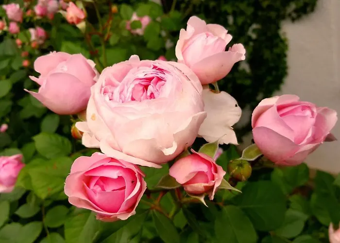 Boutiquehotel Goldene Rose - Self-check-in Hotel