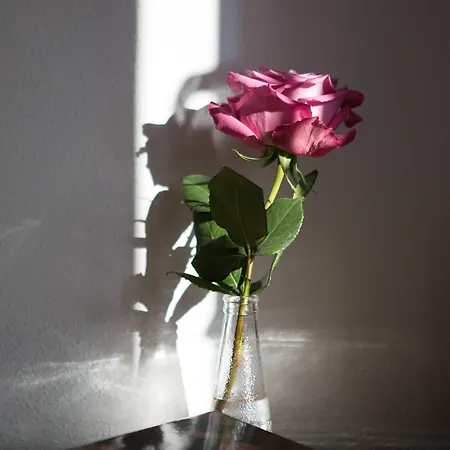 Hotel Boutiquehotel Goldene Rose - Self-check-in